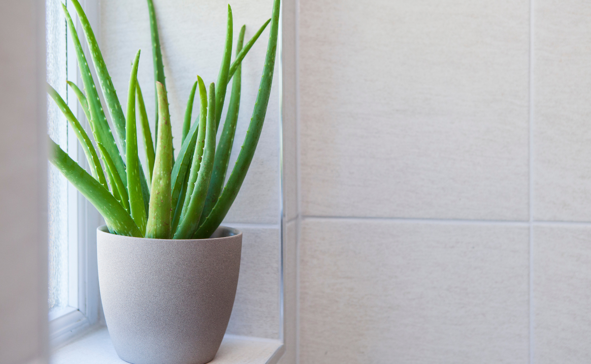 8 lucky plants to bring prosperity for the Lunar New Year