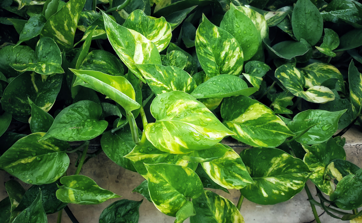 8 lucky plants to bring prosperity for the Lunar New Year