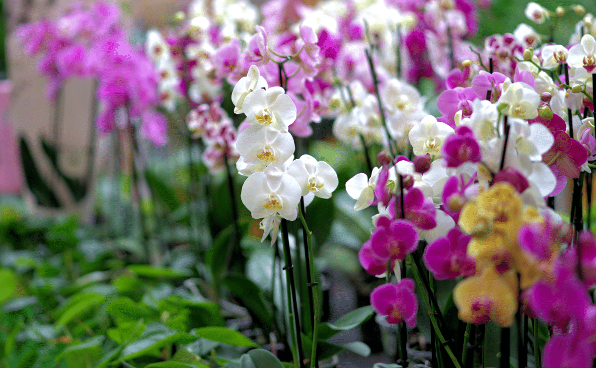 8 lucky plants to bring prosperity for the Lunar New Year