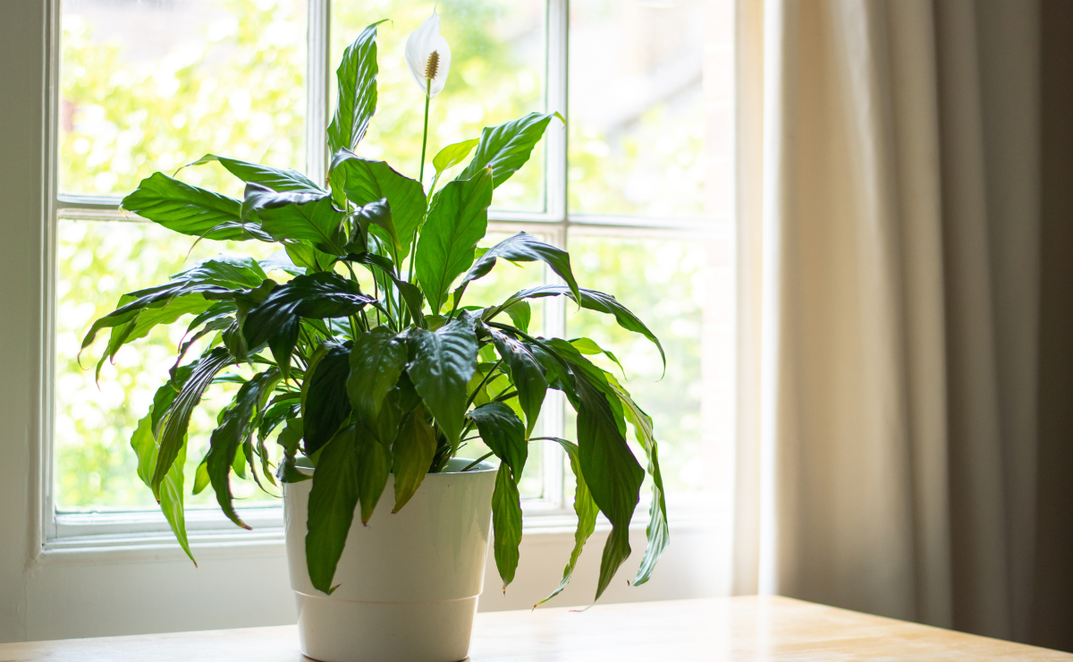 8 lucky plants to bring prosperity for the Lunar New Year