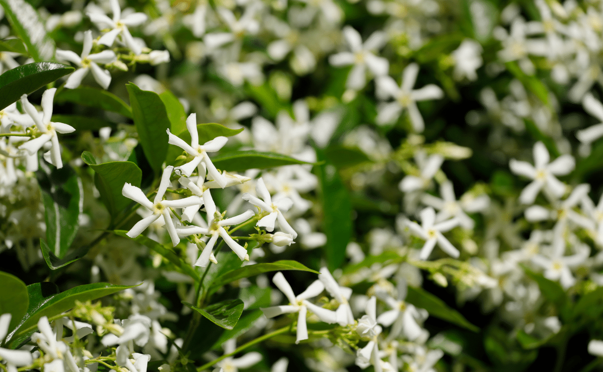 8 lucky plants to bring prosperity for the Lunar New Year